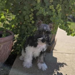 Tag - Parti male Miniature Schnauzer puppy in Lebanon, Missouri from Sassy's Classy Canines