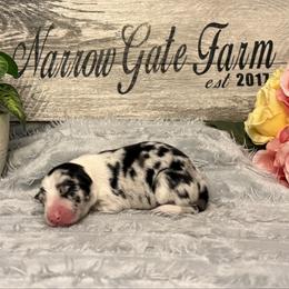 Kalani - White and blue merle female Border Collie puppy in Moody, Texas from Narrow Gate Farm