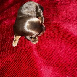 Holly - Chocolate and tan Dachshund puppy in Pilot Rock, Oregon from Austin's Pups