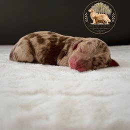 Ranger - Dapple male Dachshund puppy in Lumber City, Georgia from Willow Run LLC