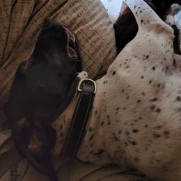 Kova - German Shorthaired Pointer