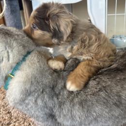 Aussiedoodles and Toy Australian Shepherds from Dust Ridge Kennel