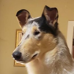 Sofia - Collie