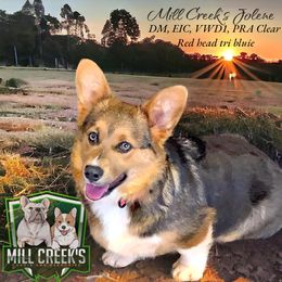 Jolene - Pembroke Welsh Corgi
