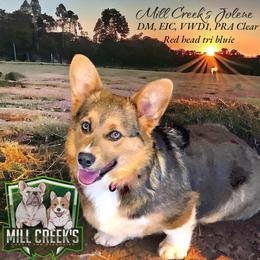 Jolene - Pembroke Welsh Corgi
