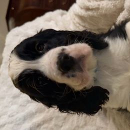 English Springer Spaniels from Lynn Bee Avenue
