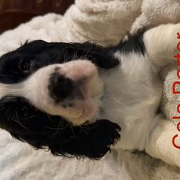 English Springer Spaniels from Lynn Bee Avenue