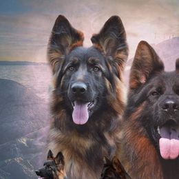 bella - German Shepherd