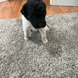Aussiedoodle and Poodle Puppies from Covington Acres