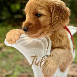 Goldendoodle Puppies from Ruby Pupper Doodles