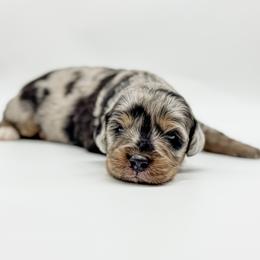 Hayes - male Australian Mountain Doodle puppy in Sharpsburg, Georgia from Steindoodles