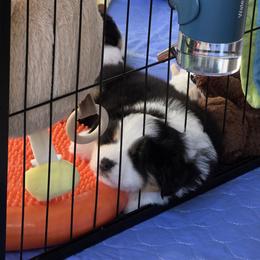 Miniature American Shepherd Puppies from All About Me Miniature American Shepherds