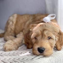 Australian Labradoodle Puppies from Pixie Doodle Paws
