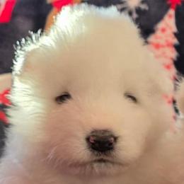 Chunky - White male Samoyed puppy in Prague, Oklahoma from ArticCross Samoyeds