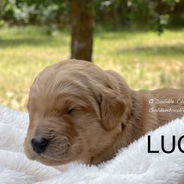 Goldendoodle Puppies from O’Doodle Clan Goldendoodles