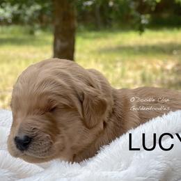 Goldendoodle Puppies from O’Doodle Clan Goldendoodles