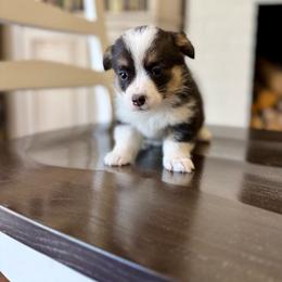 Pebbles - Black and tan female Pembroke Welsh Corgi puppy in Payson, Utah from Spring Creek Aussies + Corgis