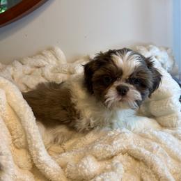Stormy - Black white and silver male Shih Tzu puppy in Covington, Georgia from Top Hats 2  Shih Tzu’s