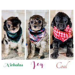 Goldendoodle Puppies from Merced Doodles