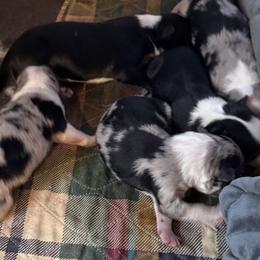 Border Collie puppies from Nine Peaks Border Collies