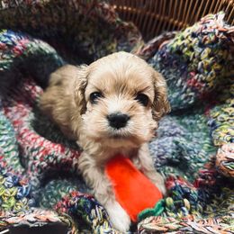 Girl 1 - Buff Cocker Spaniel puppy in Randleman, North Carolina from Samuel's Cocker Spaniels