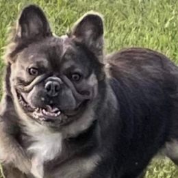 French Bulldogs from Ador-A-Bull Frenchies