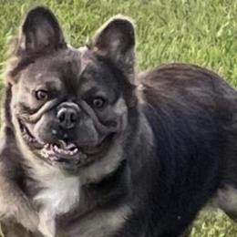 French Bulldogs from Ador-A-Bull Frenchies