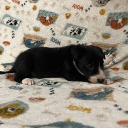 Tina Turner-orange - Black and white female Border Collie puppy in St. Cloud, Florida from Marcy's Border Collies