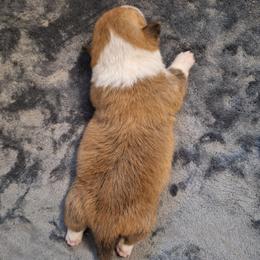 Danny's girl - Sable female Pembroke Welsh Corgi puppy in Purcellville, Virginia from Rhone River Farm Pembroke Welsh Corgis