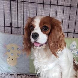 Ana bella - Cavalier King Charles Spaniel
