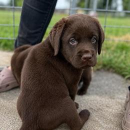 Witt - Chocolate male Dilute Retriever puppy in Baldwin City, Kansas from Hedge Lane Labradors