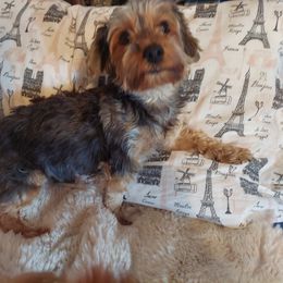 Cocoa - Yorkshire Terrier