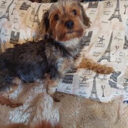 Cocoa - Yorkshire Terrier