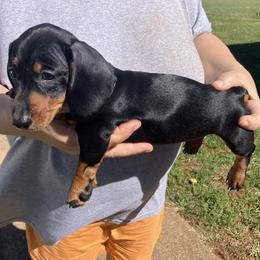 Shooter - Black and tan male Dachshund puppy in Mocksville, North Carolina from The Dachs of Hazzard Dachshunds