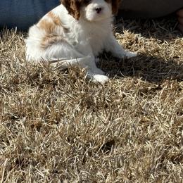 Cavalier King Charles Spaniel Puppies from Farmhouse Cavaliers NC