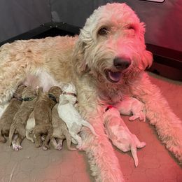 Goldendoodle Puppies from Muddydoodles