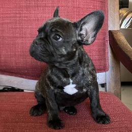 French Bulldog Puppies from Love Bundles