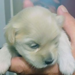 Darling - Cream female Lhasa Apso puppy in Fort Worth, Texas from Cynthia's Lhasa Apsos