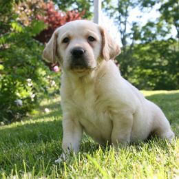 Labrador Retriever Puppies from Hidden Pond Kennel