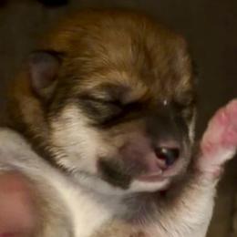 Mini 'Minerva' - Red female Shiba Inu puppy in Clewiston, Florida from Animal Farm Shiba Inus & Mameshibas