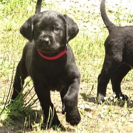 Labrador Retriever Puppies from Valedictorian Retrievers