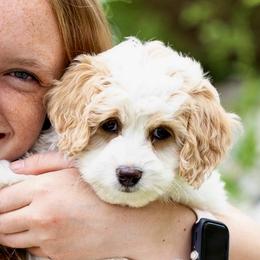 Cavapoos and Goldendoodles from Angel Pups Deluxe