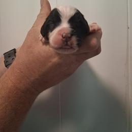Pumpkin - Brown and white female Saint Bernard puppy in Kinsman, Ohio from Coleman Saint Bernards of Ohio