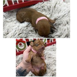 Light Pink - Red female Dachshund puppy in Brandon, Mississippi from A & N Kennels