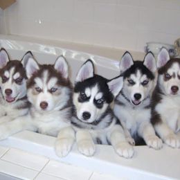 Siberian Huskies from SnowDogs of The Great Lakes