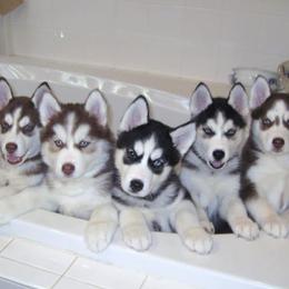 Siberian Huskies from SnowDogs of The Great Lakes