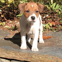 Australian Shepherd and Danish-Swedish Farmdog Puppies from Paradox