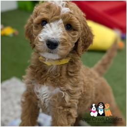 SATURN - OFA-Genetics-2 Yr warranty - Apricot male Goldendoodle puppy in Jeddo, Michigan from Apple Creek Doodles