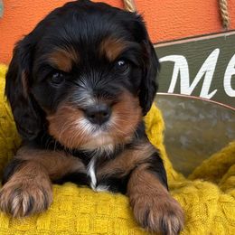Cavalier King Charles Spaniels from Little Angels Covered in Fur