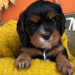 Cavalier King Charles Spaniels from Little Angels Covered in Fur
